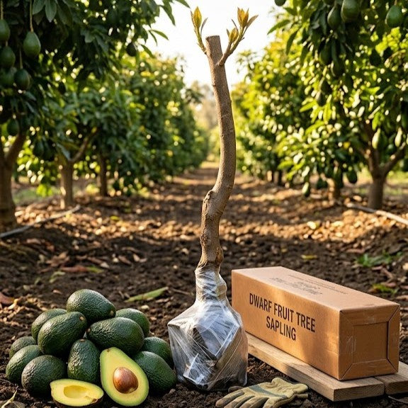 🥑Avocado Growing Kit – Organic Mexican Variety for Home Gardens-ZZZ