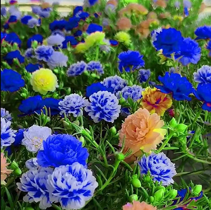 🌼10000 Pcs Muti-color double petal sunflower seeds-EV
