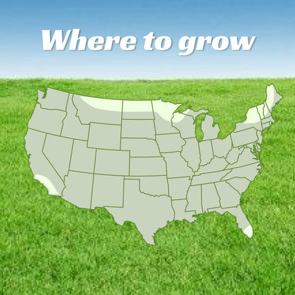 💥Early Spring Sale 49% OFF💚 All-Season Grass Seed Blend | Fast, Durable & High-Germination for Premium Turf-EV
