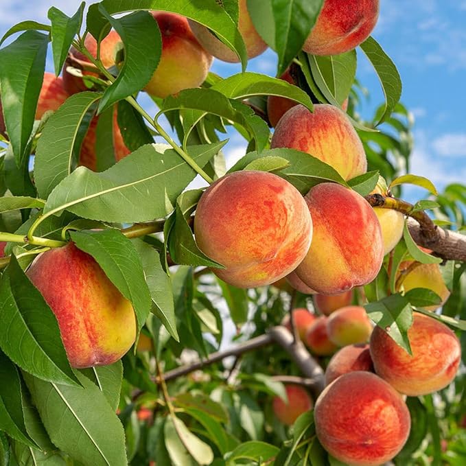 Sweet Honey Peach Tree Sapling | Delicious Homegrown Fruit | Self-Fertile Variety | Vigorous Root System | Perfect for Backyard Gardens & Outdoor Planting | Simple Care & Low Maintenance | Great for Gardening Enthusiasts & Beginners-BP