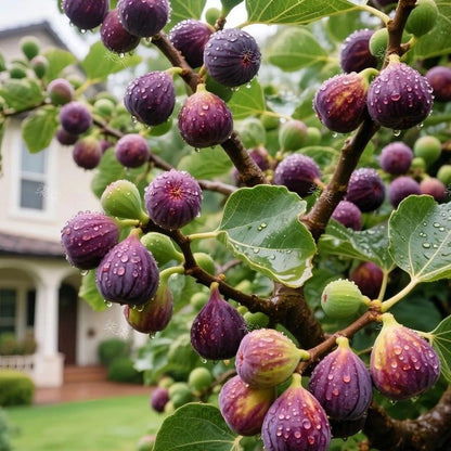 🏆Over 65,000 SOLD!🌿Mission Fig Tree Live Plant Seeds – Easy to grow on your porch and balcony at home-EV