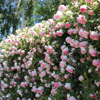 🌺 Premium Climbing Rose Seeds | 3-Day Germination |🌹 18 Mixed Color Varieties for Elegant Gardens -KKK