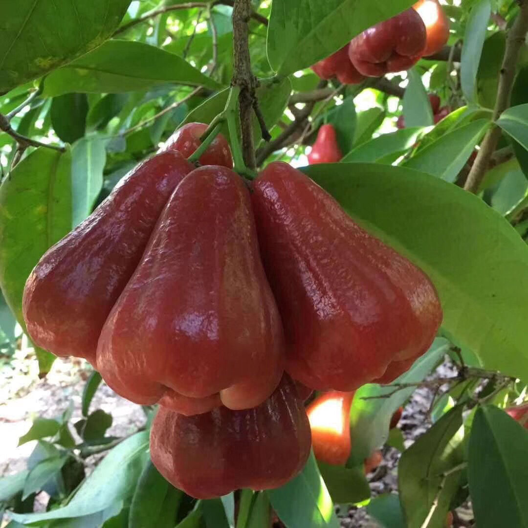 🏡 Farm Fresh, Straight to Your Door🍎 Grow Your Own Wax Apple Tree – Easy-Care & Perfect for Beginners!-ZZZ