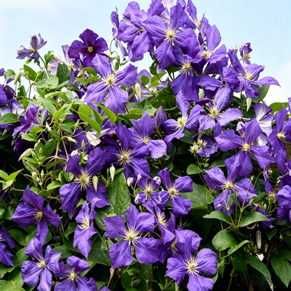 🔥50K+ SOLD! Grow Your Dream Garden: Non-Stop Blooming Clematis Seeds – Bloom All Summer Long!-EV