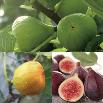 🏆Over 65,000 SOLD!🌿Mission Fig Tree Live Plant Seeds – Easy to grow on your porch and balcony at home-EV
