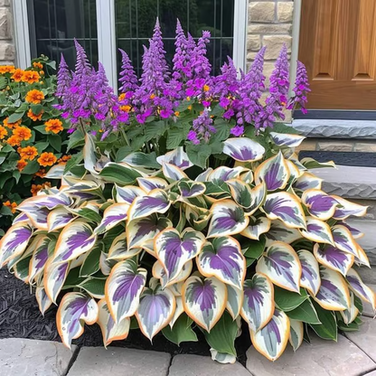 💥LAST DAY SALE 50%OFF💥🌿Premium Rare Hosta Seeds -KKK