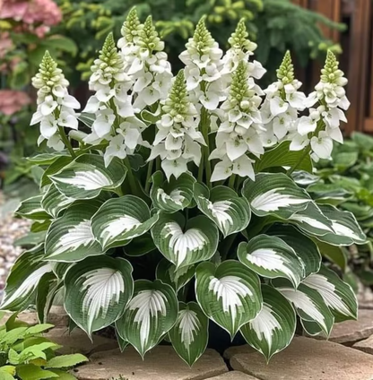 💥LAST DAY SALE 50%OFF💥🌿Premium Rare Hosta Seeds -KKK