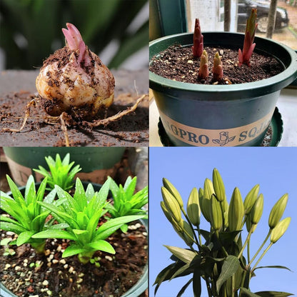 🏆Flash Sale⚡ 90K+ SOLD!-🌸Rare Lily Bulbs |✨50-Year Shelf Life -KKK