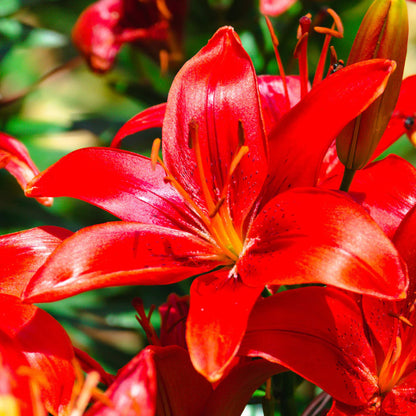 🏆Flash Sale⚡ 90K+ SOLD!-🌸Rare Lily Bulbs |✨50-Year Shelf Life -KKK