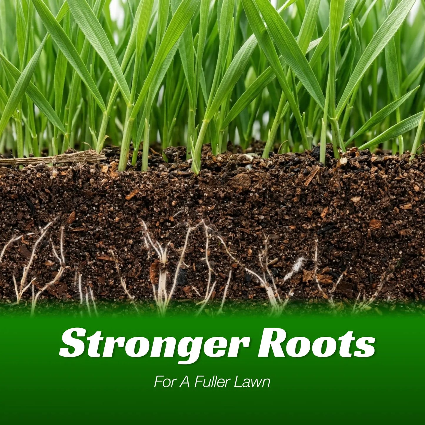 💥Early Spring Sale 49% OFF💚 All-Season Grass Seed Blend | Fast, Durable & High-Germination for Premium Turf-EV