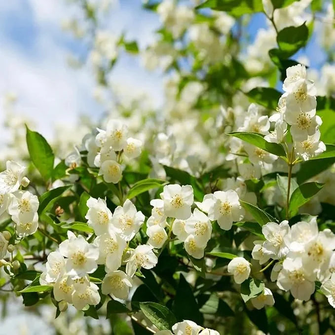 Let jasmine blooms fill your home with fragrance! Our jasmine brings charm to any room and purifies the air. Limited-time offer—bring the beauty home now!-BP