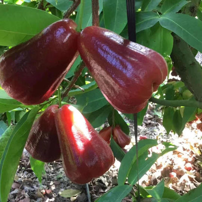 🏡 Farm Fresh, Straight to Your Door🍎 Grow Your Own Wax Apple Tree – Easy-Care & Perfect for Beginners!-ZZZ