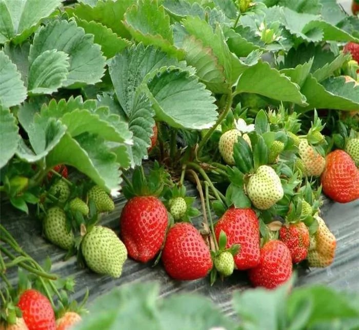 Cream Strawberry Seeds benefit image 2