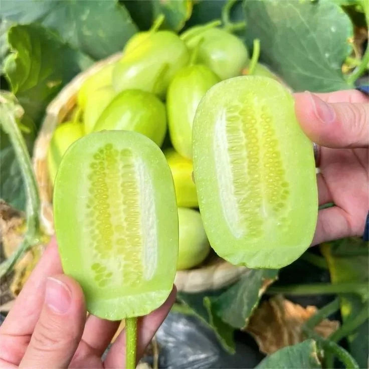 🥒 Jade Cucumber — High-Yield Gynoecious Variety (100 Seeds) -KKK