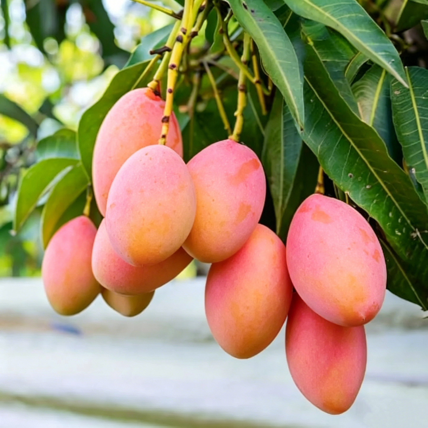 🔥¡50K+ VENDIDOS!💟Semillas Premium de Arándano Rosa -😋Un Sabor Exquisito Único -KKK