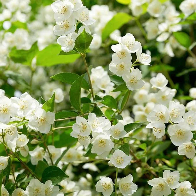 Let jasmine blooms fill your home with fragrance! Our jasmine brings charm to any room and purifies the air. Limited-time offer—bring the beauty home now!-BP