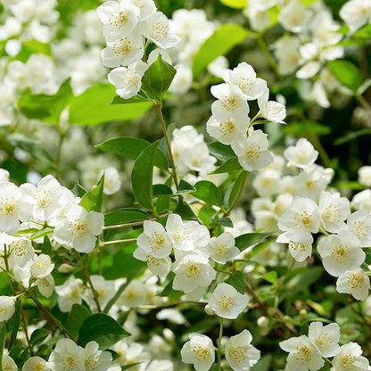 Let jasmine blooms fill your home with fragrance! Our jasmine brings charm to any room and purifies the air. Limited-time offer—bring the beauty home now!-BP