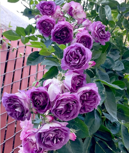 🌺 Premium Climbing Rose Seeds | 3-Day Germination |🌹 18 Mixed Color Varieties for Elegant Gardens -KKK