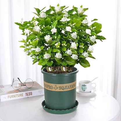 Let jasmine blooms fill your home with fragrance! Our jasmine brings charm to any room and purifies the air. Limited-time offer—bring the beauty home now!-BP