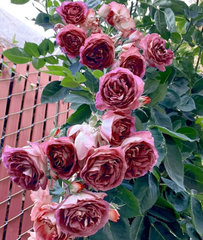 🌺 Premium Climbing Rose Seeds | 3-Day Germination |🌹 18 Mixed Color Varieties for Elegant Gardens -KKK