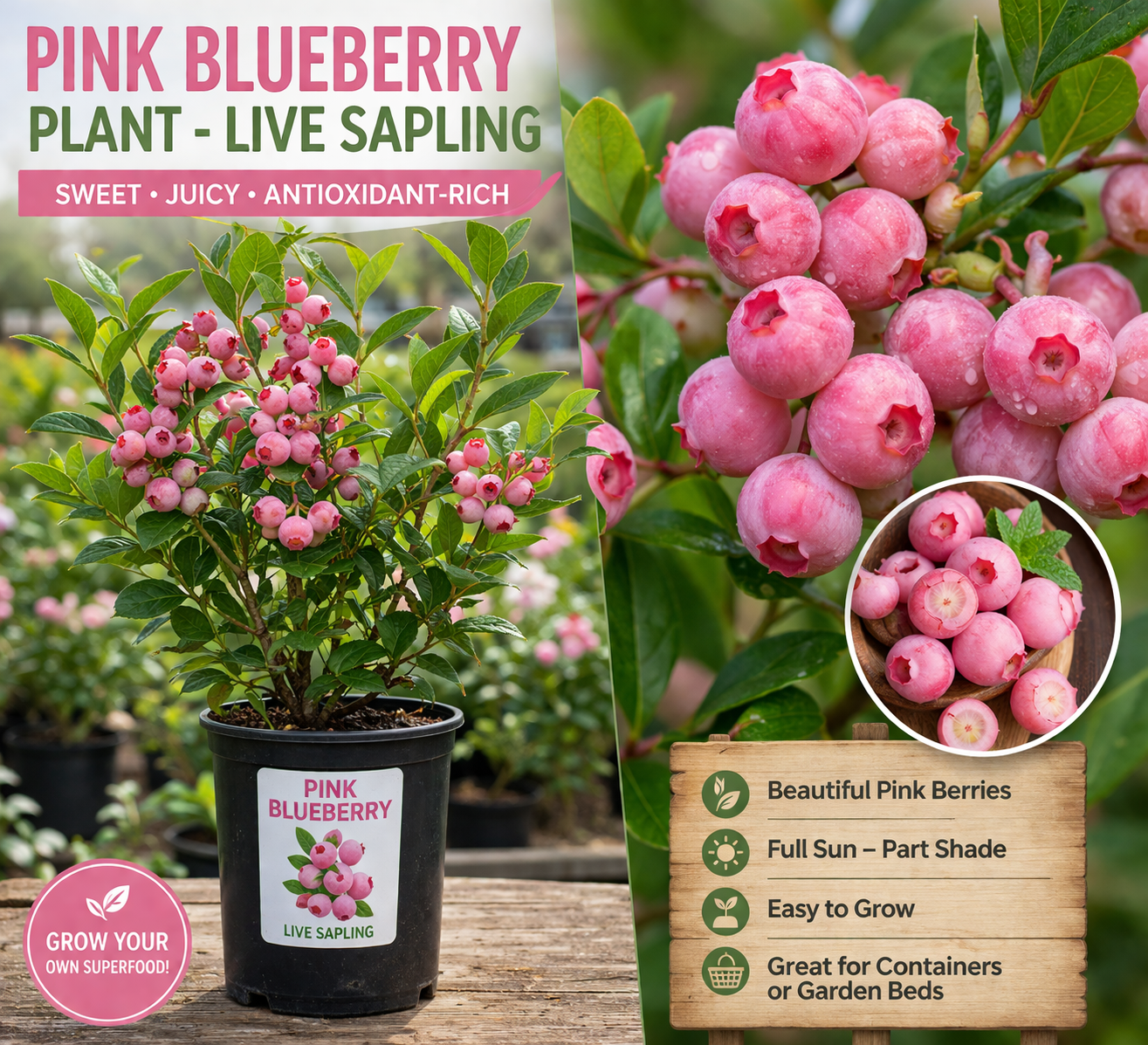🩷🫐Ultra-Sweet Juicy Pink Blueberry Planting Kit-EV