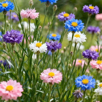 🌱Premium Cornflower Seeds(Assorted Colors)🌸-OA