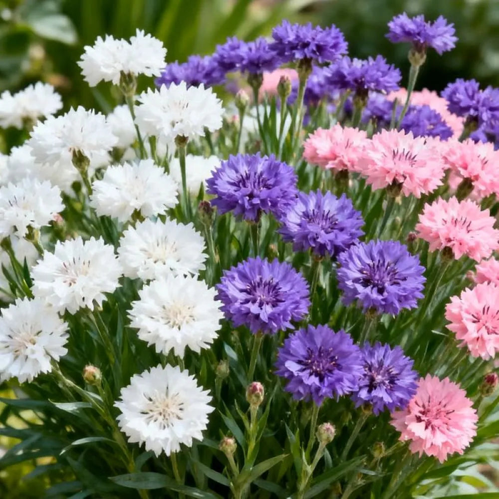 🌱Premium Cornflower Seeds(Assorted Colors)🌸-OA