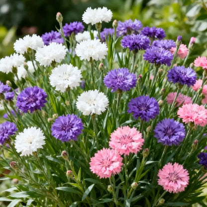 🌱Premium Cornflower Seeds(Assorted Colors)🌸-OA