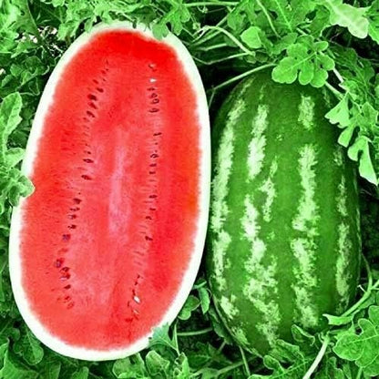 🍉watermelon seeds for growing non-GMO heirloom seeds-OA