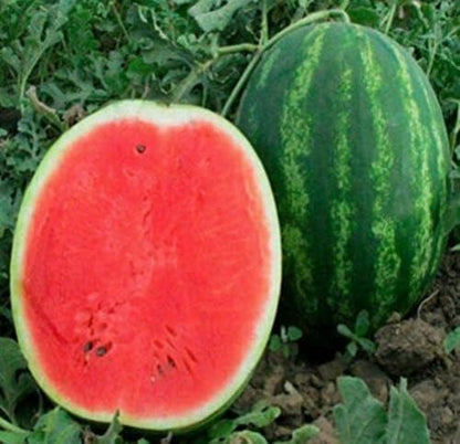 🍉watermelon seeds for growing non-GMO heirloom seeds-OA