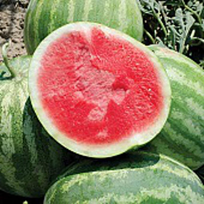 🍉watermelon seeds for growing non-GMO heirloom seeds-OA