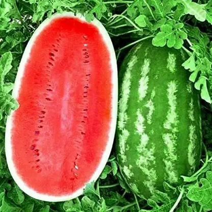 🍉watermelon seeds for growing non-GMO heirloom seeds-OA