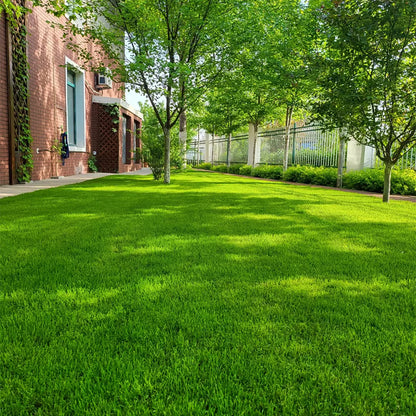 🌱 2026 Four Seasons Evergreen Grass Seed | Durable, Vibrant Green All Year-OA