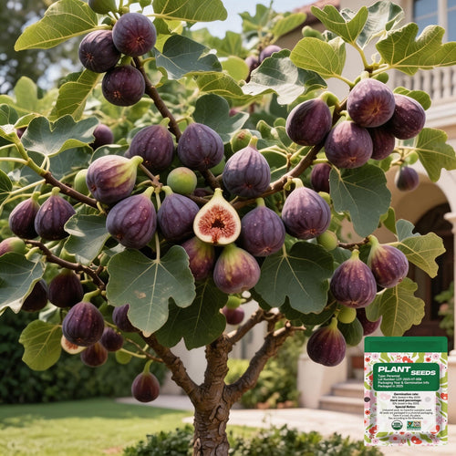 🏆Over 65,000 SOLD!🌿Mission Fig Tree Live Plant Seeds – Easy to grow on your porch and balcony at home-OA