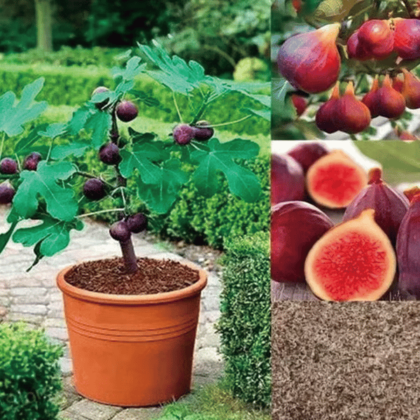 🏆Over 65,000 SOLD!🌿Mission Fig Tree Live Plant Seeds – Easy to grow on your porch and balcony at home-OA