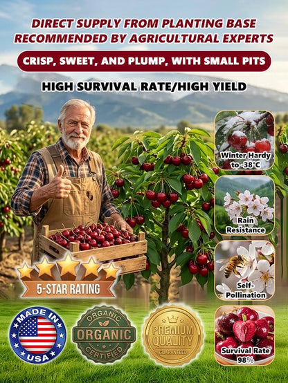 🌿Extra Large Goma Harry Cherry🍒 – Easy to grow on your porch and balcony at home-TY