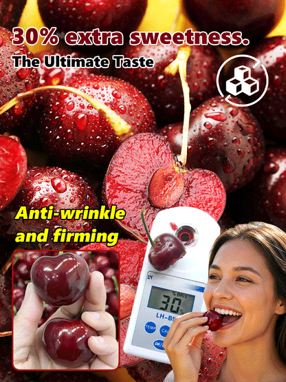 🌿Extra Large Goma Harry Cherry🍒 – Easy to grow on your porch and balcony at home-TY