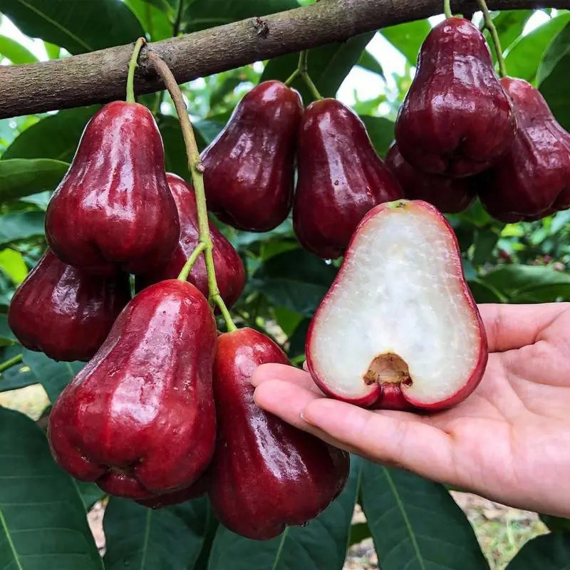 🏡 Farm Fresh, Straight to Your Door🍎 Grow Your Own Wax Apple Tree – Easy-Care & Perfect for Beginners!-ZZZ
