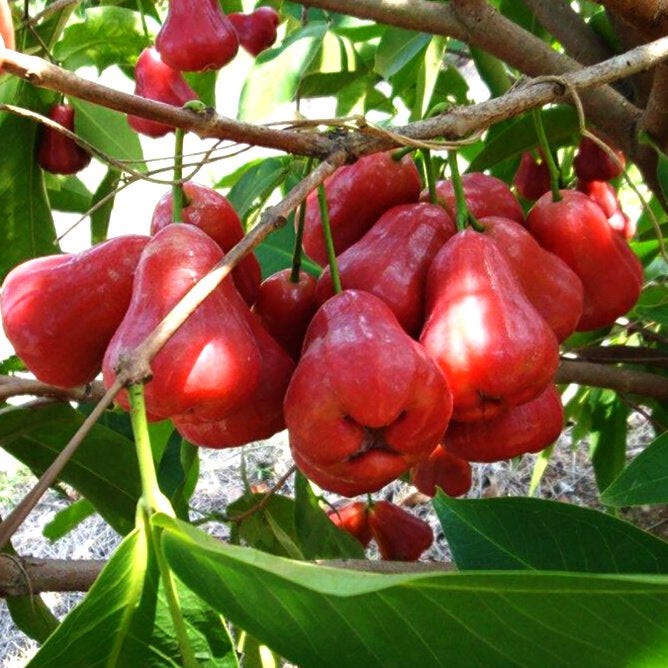 🏡 Farm Fresh, Straight to Your Door🍎 Grow Your Own Wax Apple Tree – Easy-Care & Perfect for Beginners!-ZZZ