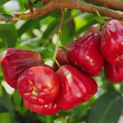 🏡 Farm Fresh, Straight to Your Door🍎 Grow Your Own Wax Apple Tree – Easy-Care & Perfect for Beginners!-ZZZ
