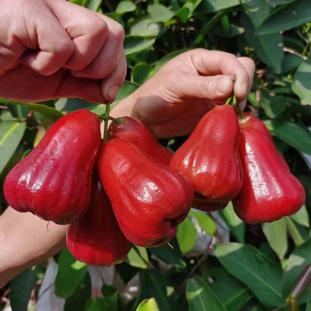 🏡 Farm Fresh, Straight to Your Door🍎 Grow Your Own Wax Apple Tree – Easy-Care & Perfect for Beginners!-ZZZ