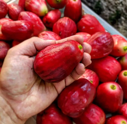 🏡 Farm Fresh, Straight to Your Door🍎 Grow Your Own Wax Apple Tree – Easy-Care & Perfect for Beginners!-ZZZ