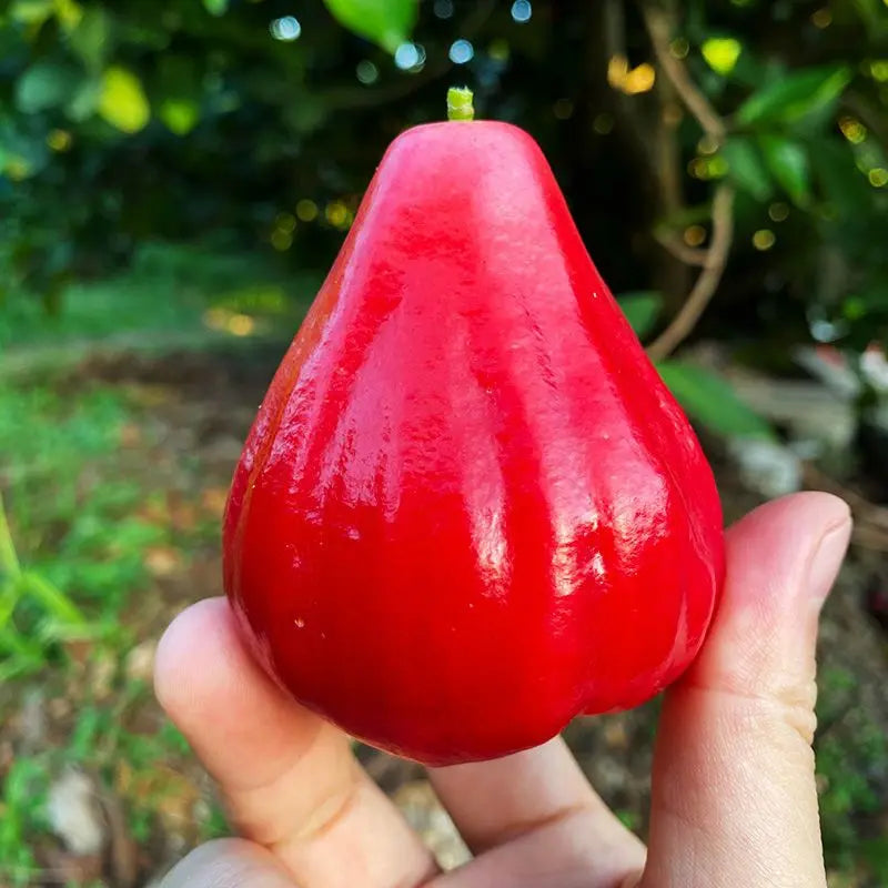 🏡 Farm Fresh, Straight to Your Door🍎 Grow Your Own Wax Apple Tree – Easy-Care & Perfect for Beginners!-ZZZ