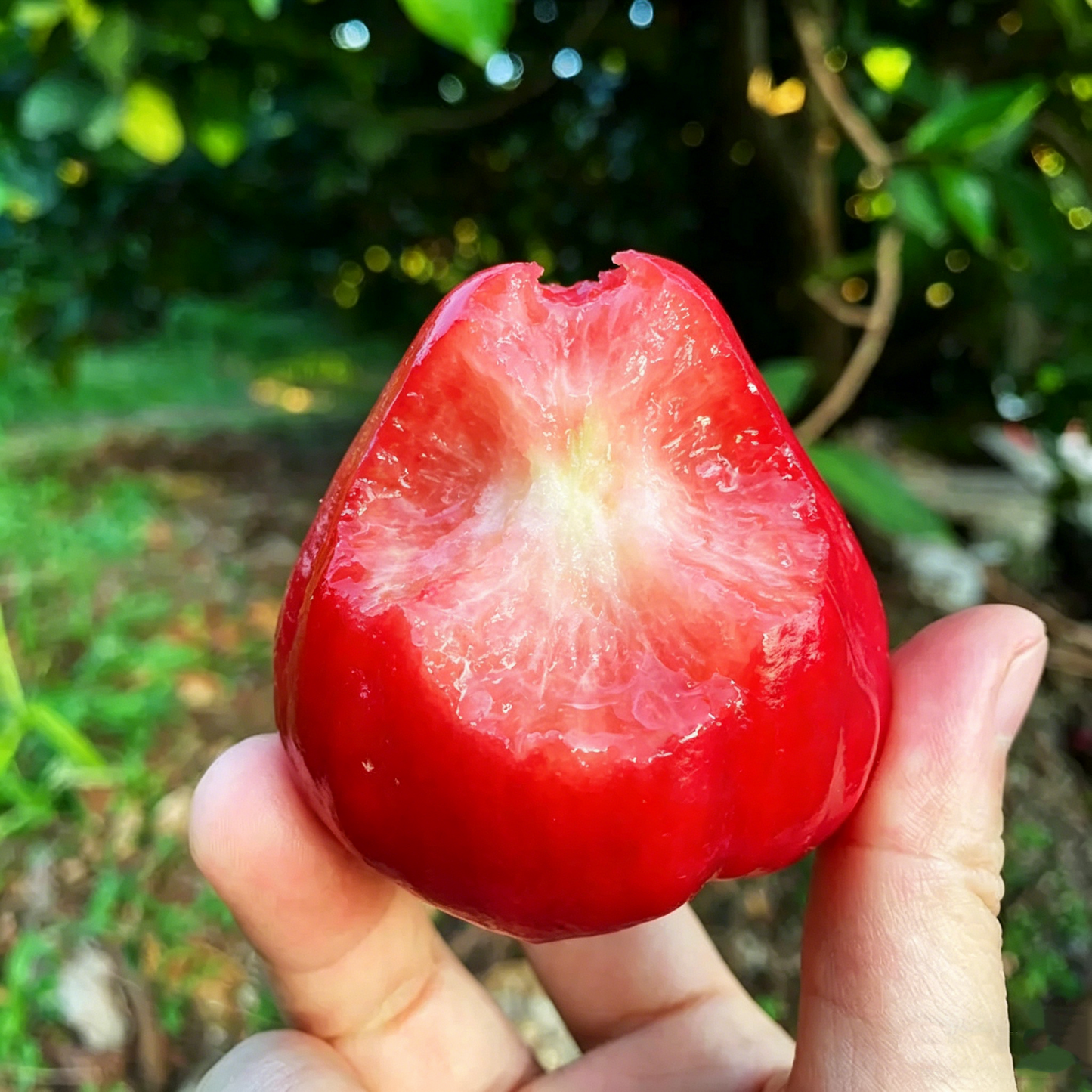 🏡 Farm Fresh, Straight to Your Door🍎 Grow Your Own Wax Apple Tree – Easy-Care & Perfect for Beginners!-ZZZ