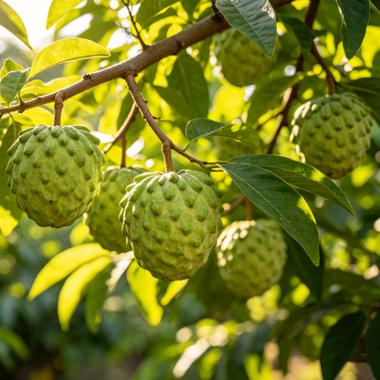 🍐Sugar Apple Home Growing Kit – Easy to grow on your porch and balcony at home-OA