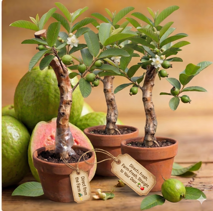 🚜Direct from the Farm ✨🍈Tropical Guava Growing Kit for Pots & Gardens-TY