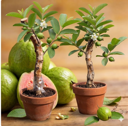 🚜Direct from the Farm ✨🍈Tropical Guava Growing Kit for Pots & Gardens-TY