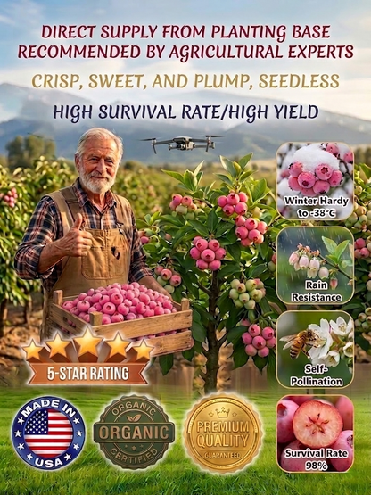 🔥50K+ SOLD!💟Premium Pink Blueberry Sapling– Easy to grow on your porch and balcony at home-OA
