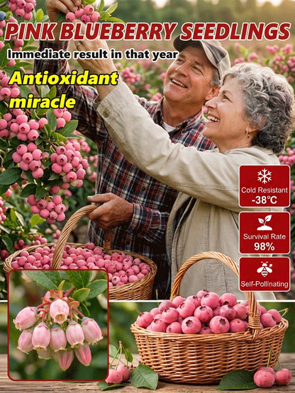 🔥50K+ SOLD!💟Premium Pink Blueberry Sapling– Easy to grow on your porch and balcony at home-OA