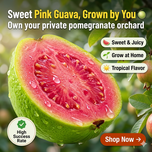 🍈 Pink Guava Plant Kit – Grow Sweet, Juicy Tropical Fruit at Home 🌱-FO